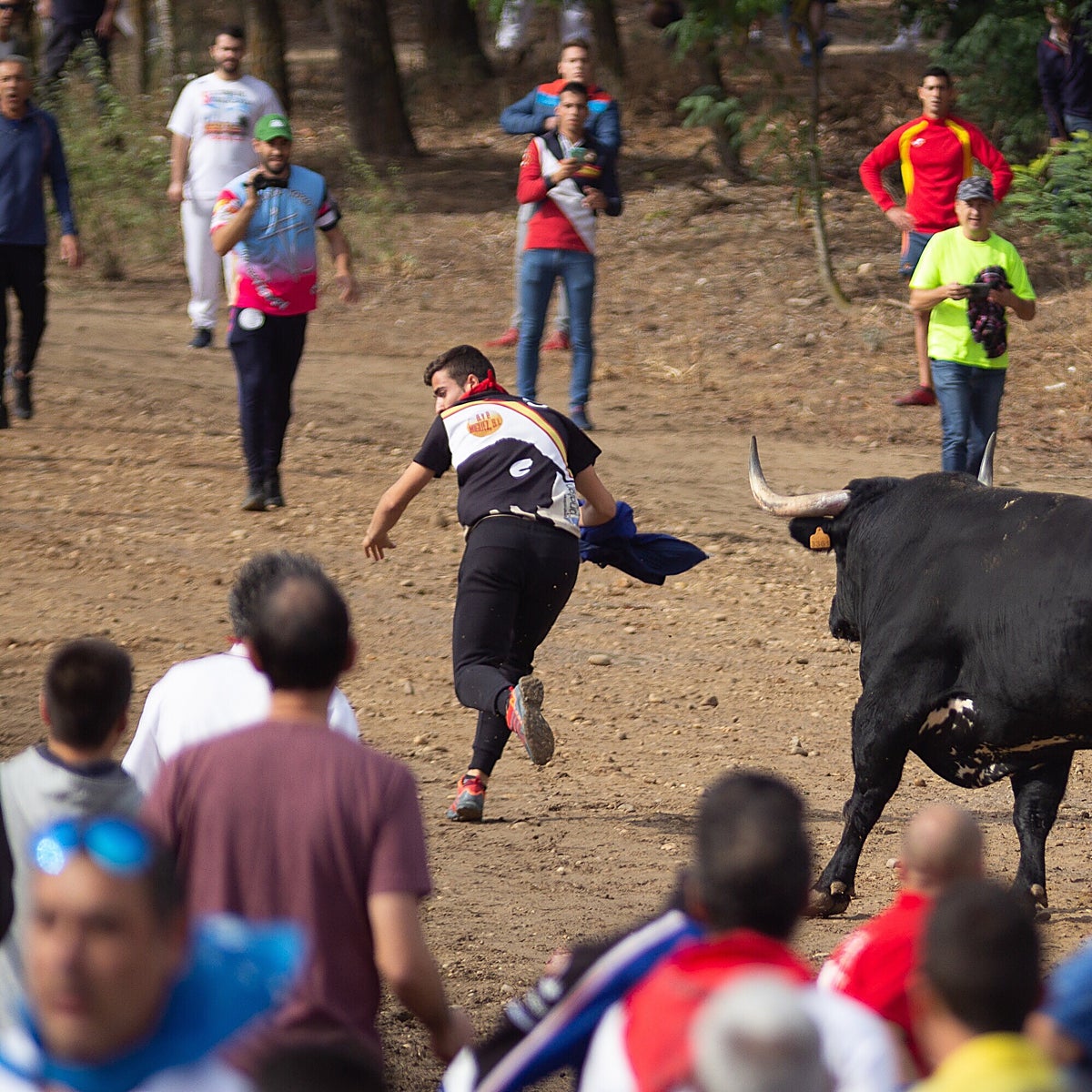 Autorizado un encierro en Tordesillas en sustitución del Torneo del Toro de la Vega