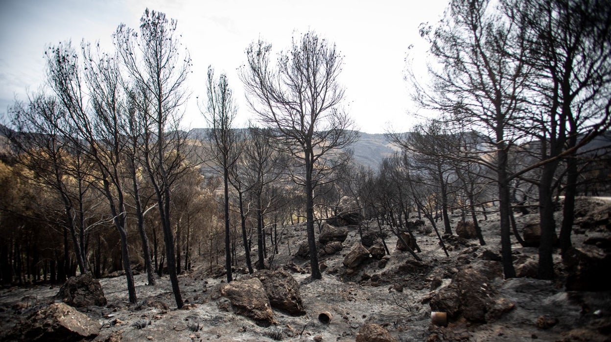 Infoca da por estabilizado el incendio de los Guájares tras seis días de lucha contra el fuego