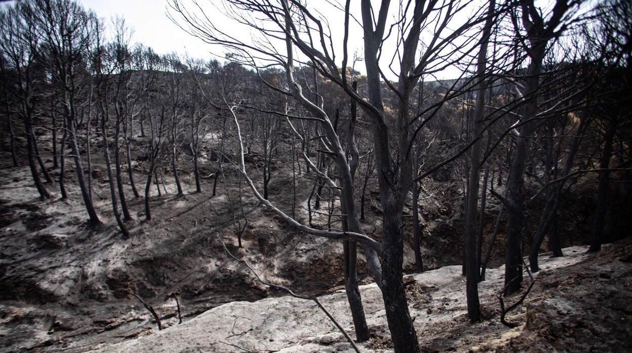 «Ya solo nos queda un pulmón»: el fuego de Los Guájares deja a cientos de agricultores en la ruina