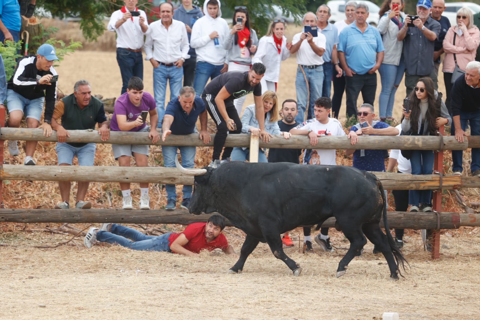 El Toro de la Vega 2022, en imágenes