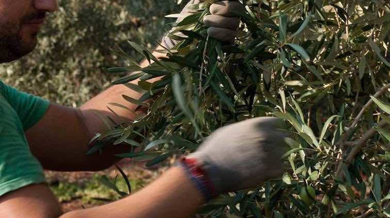 UGT Jaén cifra en 100 millones las pérdidas en la aceituna para los trabajadores