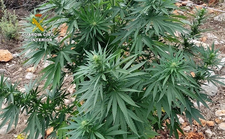 La Guardia Civil halla mil plantas de marihuana en un monte de difícil acceso en Valencia