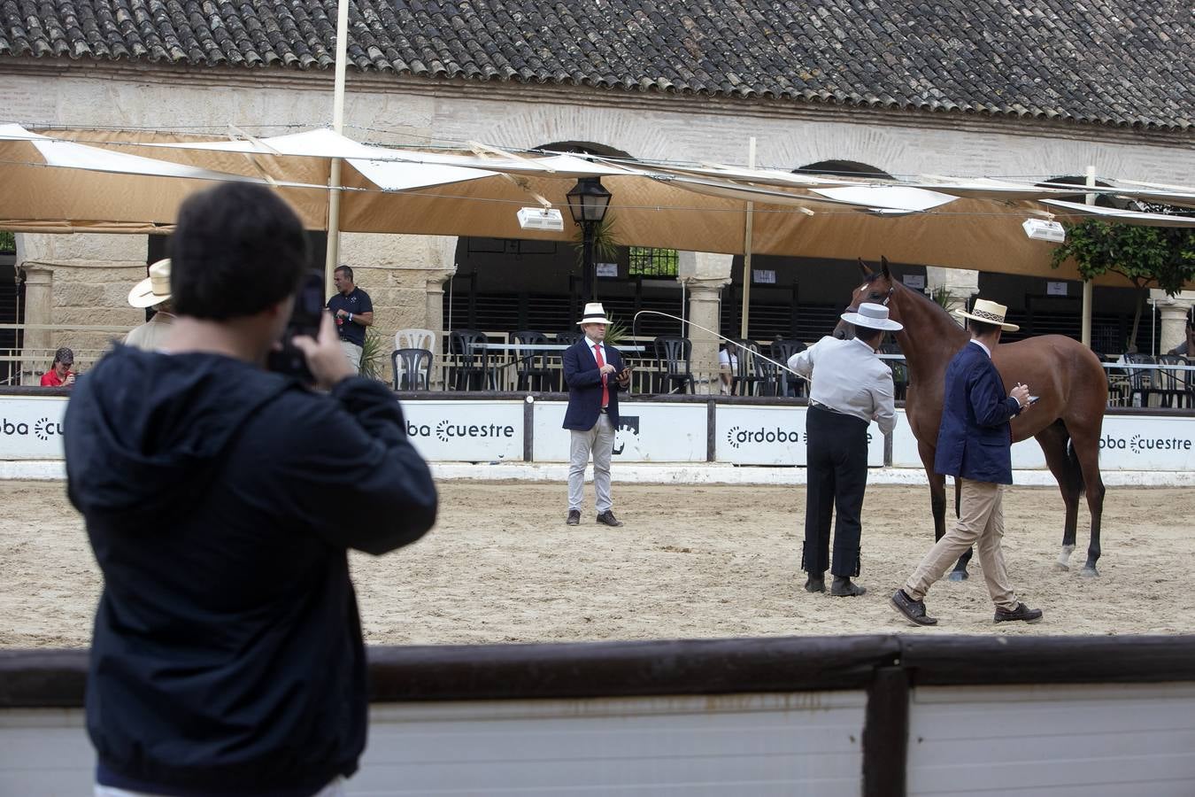 El Concurso Morfológico de Cabalcor de Córdoba, en imágenes