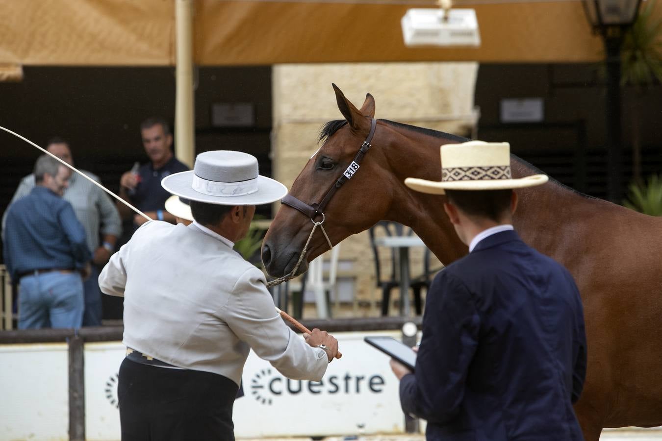 El Concurso Morfológico de Cabalcor de Córdoba, en imágenes