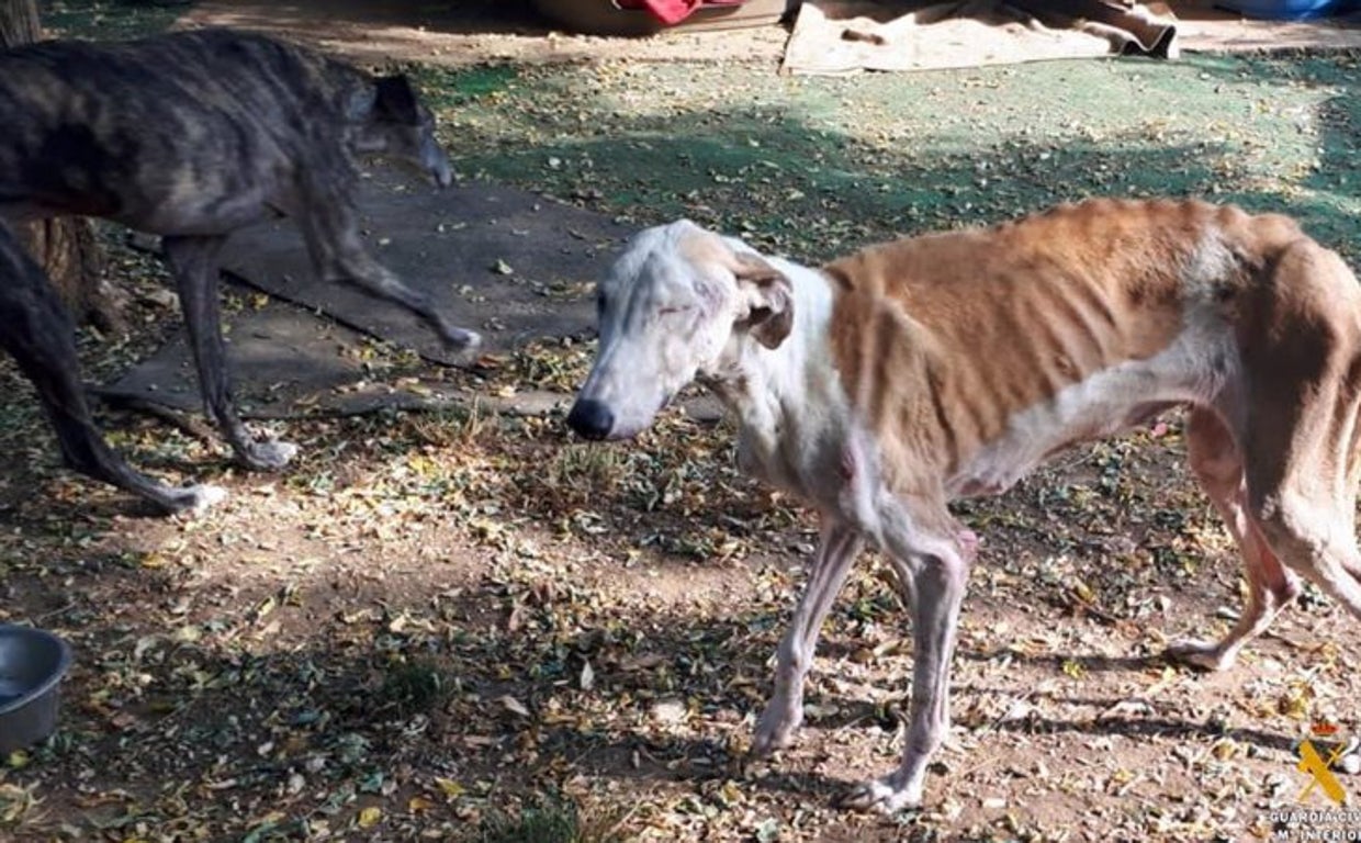 Dos de los perros que se encontraban en este refugio