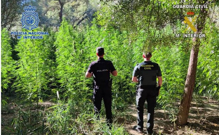 Desmantelada una plantación de marihuana en una operación que se salda con tres detenidos