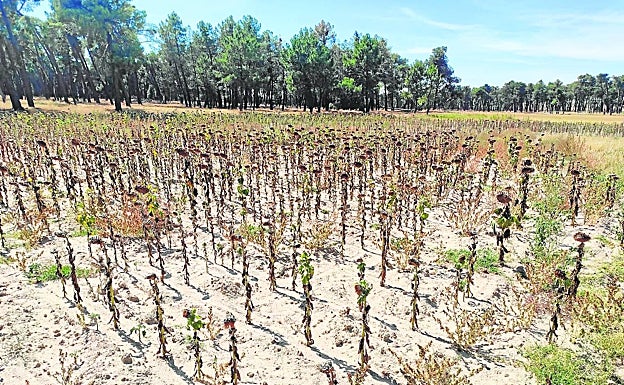 Los cultivos, como el girasol, han acusado la falta de precipitaciones