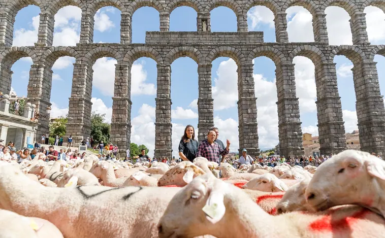 Un Nobel de Física y 400 ovejas, protagonistas de una intervención artística junto al Acueducto de Segovia