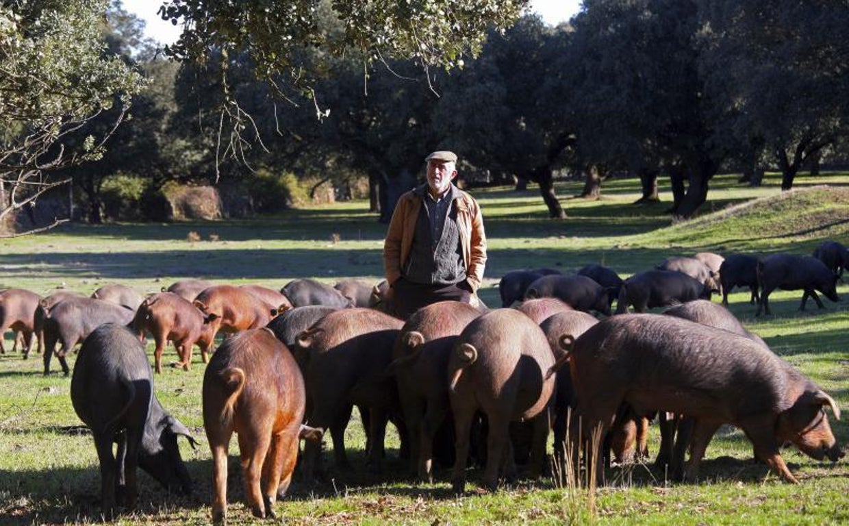 El sector del ibérico de Córdoba teme que la alta inflación lastre la campaña de Navidad