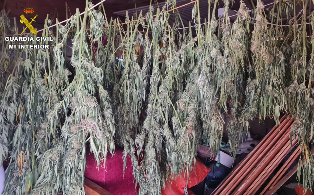 Plantas de marihuana decomisadas