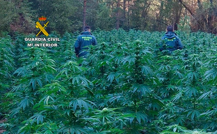 Dos detenidos por cultivar 1.330 plantas de marihuana en la ribera del río Cabrillas