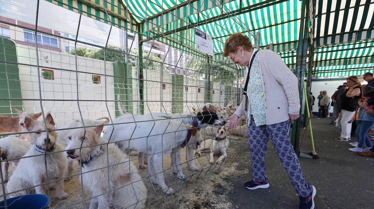 La feria Intercaza de Córdoba, en imágenes