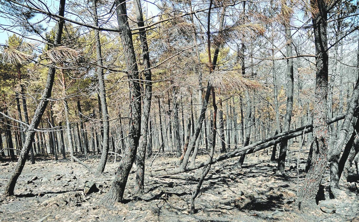 ¿Cómo recuperar la vida bajo las cenizas?