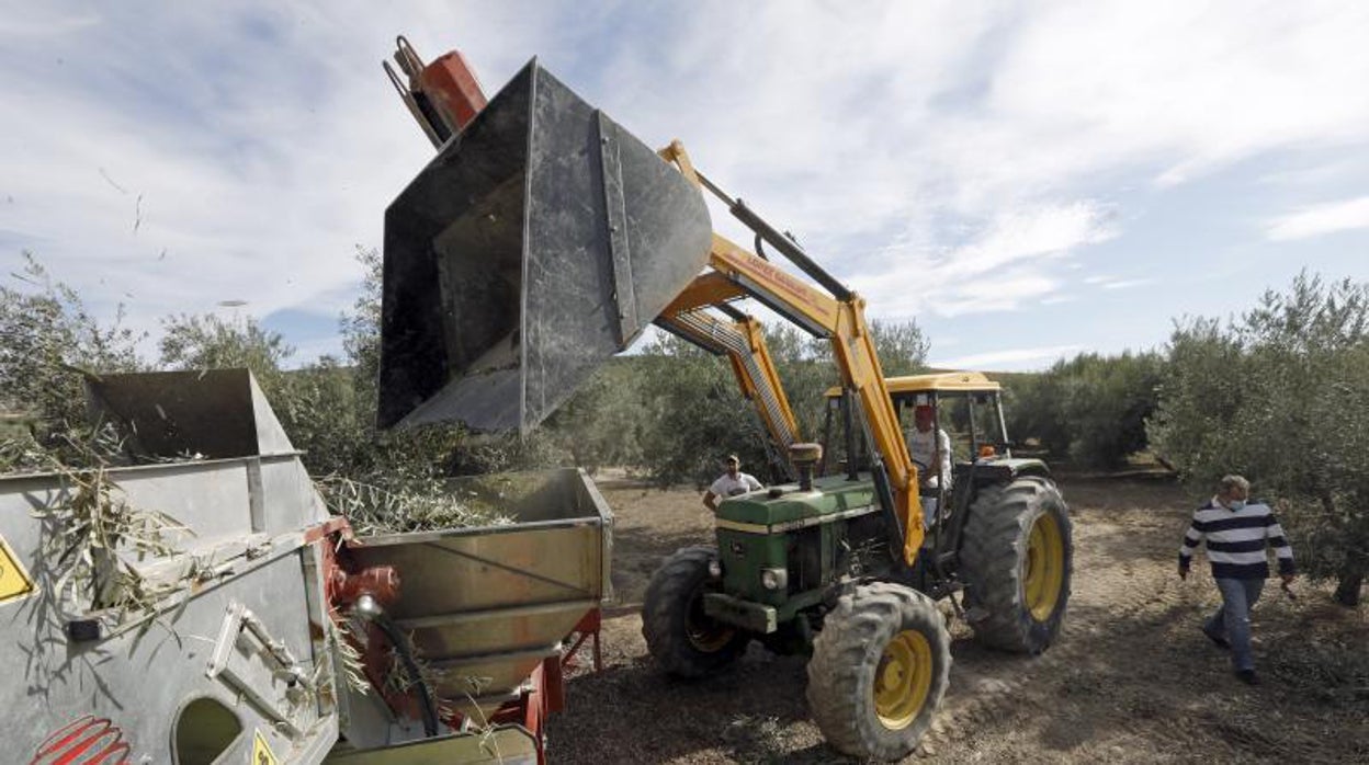 La producción de aceite de oliva en Córdoba se quedará en la mitad en una campaña marcada por la sequía