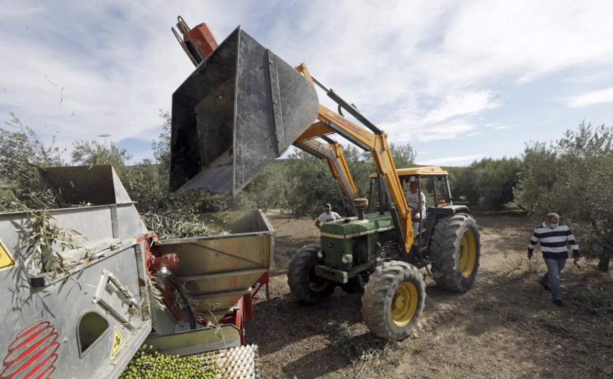 Recogida de aceituna en una finca de Montilla