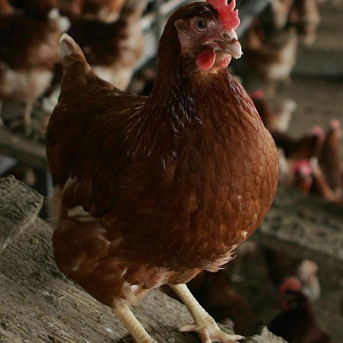 Castilla-La Mancha registra el primer caso de gripe aviar en humanos