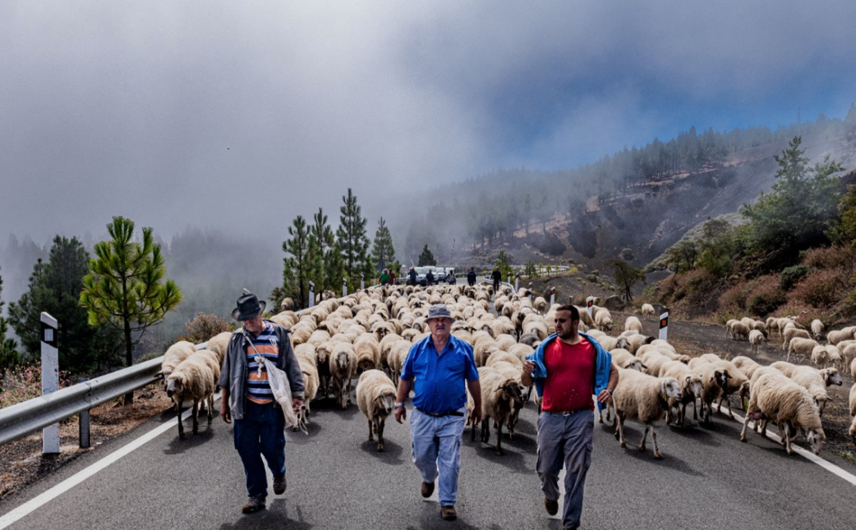 Trashumancia en las cumbres grancanarias del programa Gran Canaria Pastorea
