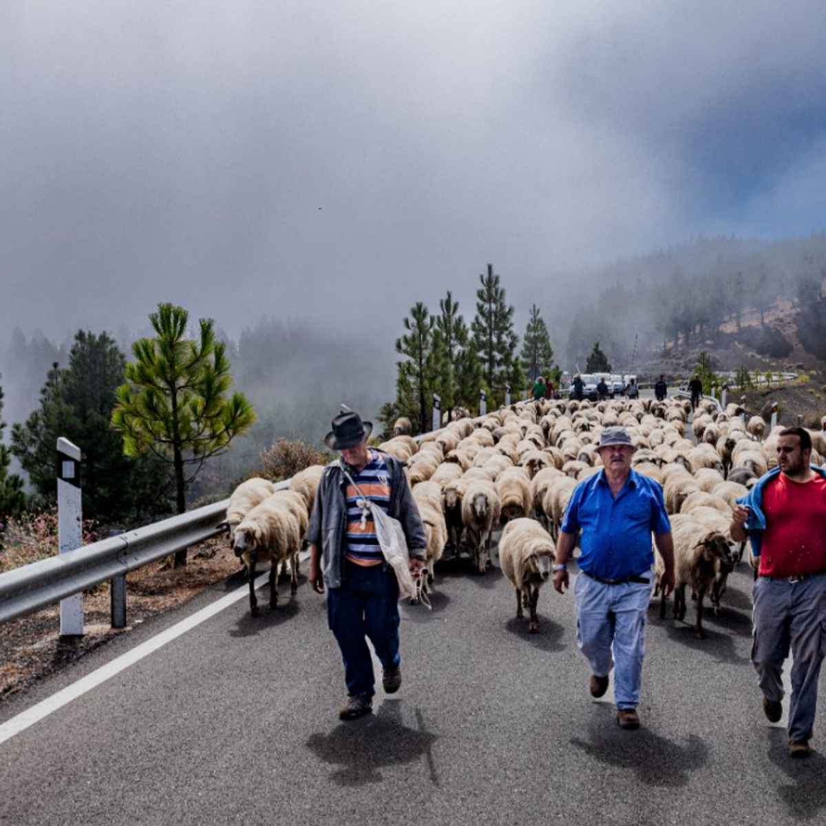 la trashumancia canaria quiere ser internacional