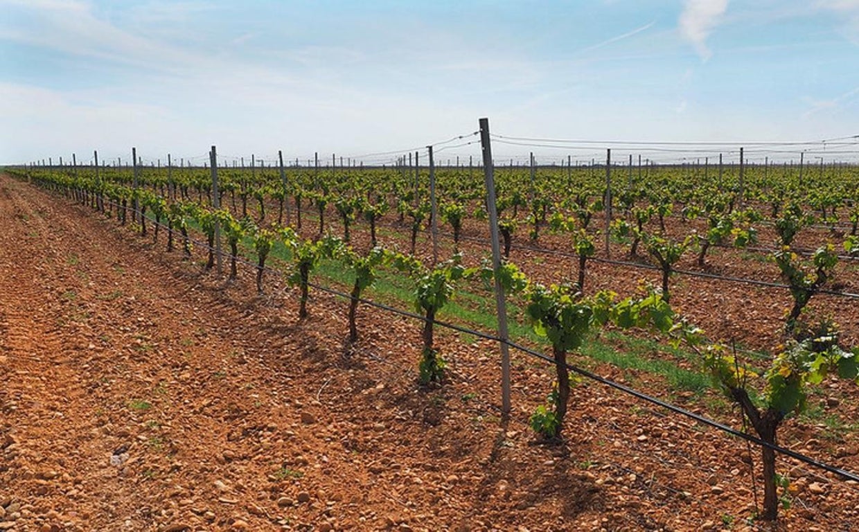 Castilla-La Mancha abonará 17 millones a más de 900 viticultores por reestructuración del viñedo