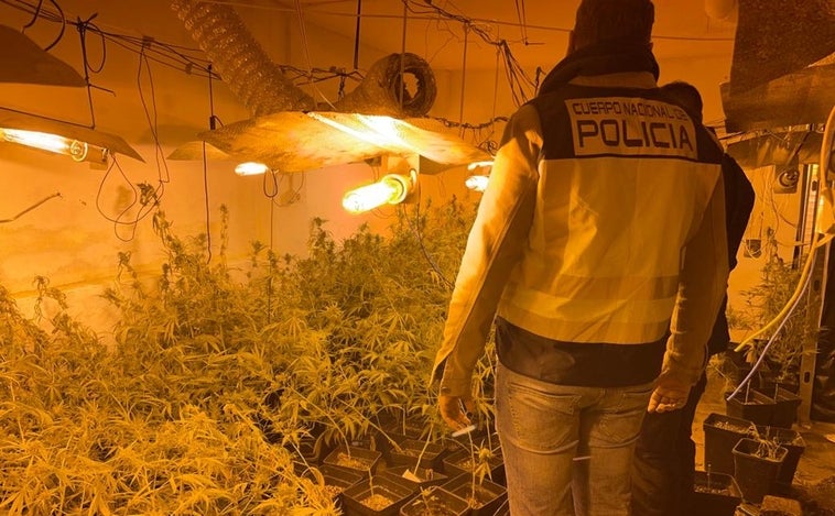 Embiste a dos policías que le dieron el alto y se esconde en una nave con 600 plantas de marihuana