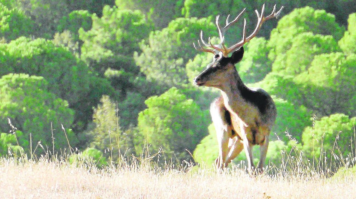 La sequía y los altos precios lastran el inicio de las monterías en Córdoba