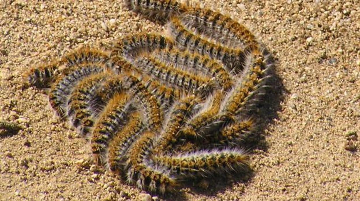 Fumigan los pinares de Almería, Cádiz, Huelva, Málaga y Sevilla para acabar con la oruga procesionaria