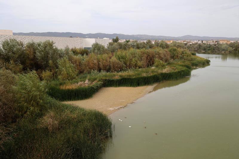 La sequía del Guadalquivir a su paso por Córdoba, en imágenes