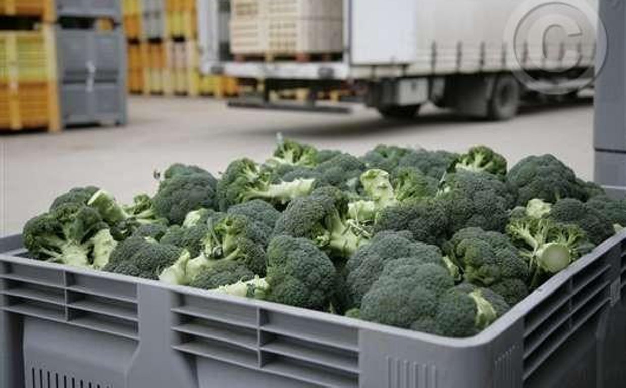 Imagen de plantas de brócoli de un distribuido de la Vega Baja de Alicante, Cambayas.