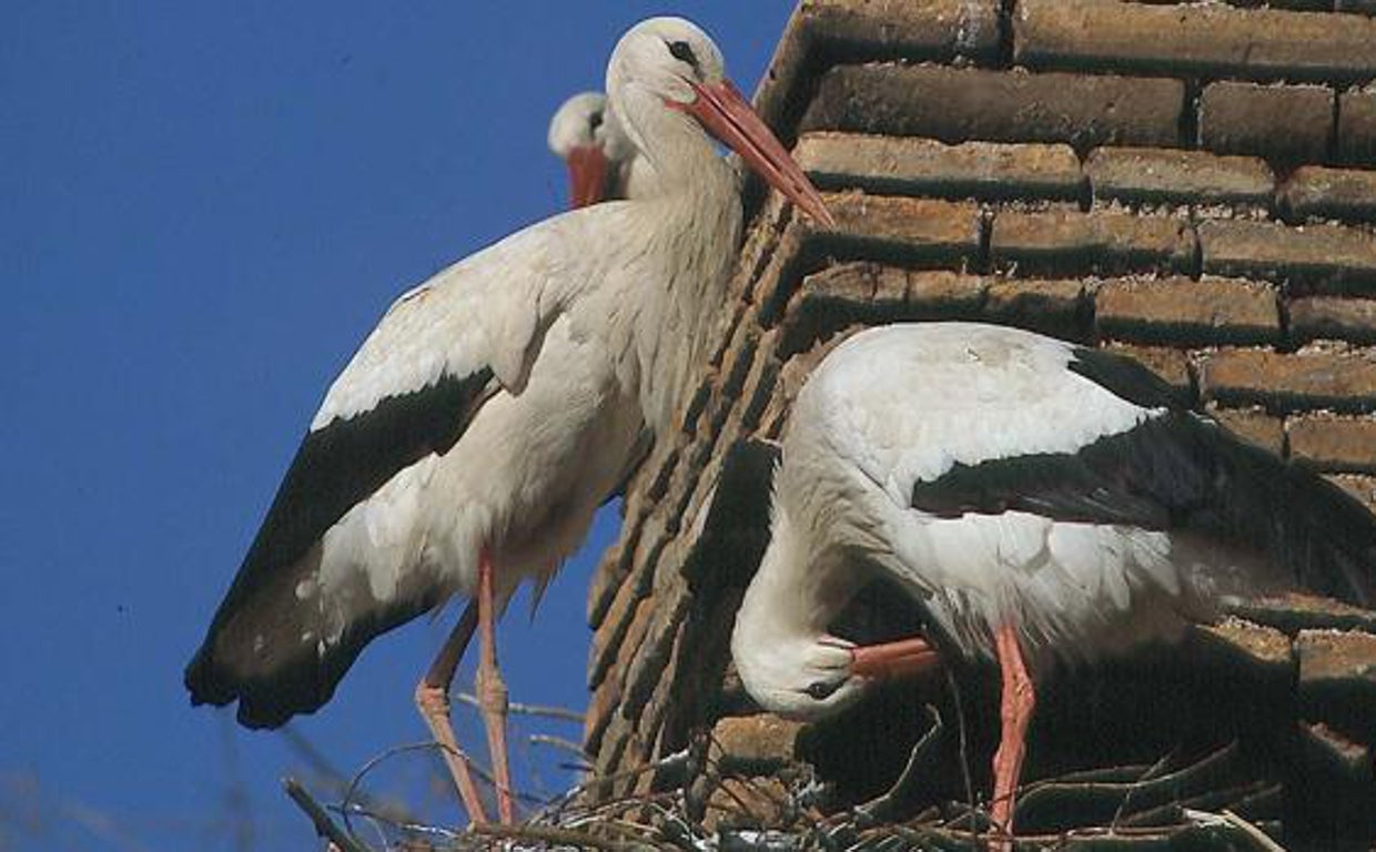 Confirman tres casos de gripe aviar en cigüeñas halladas muertas en el Guadalquivir a su paso por Córdoba