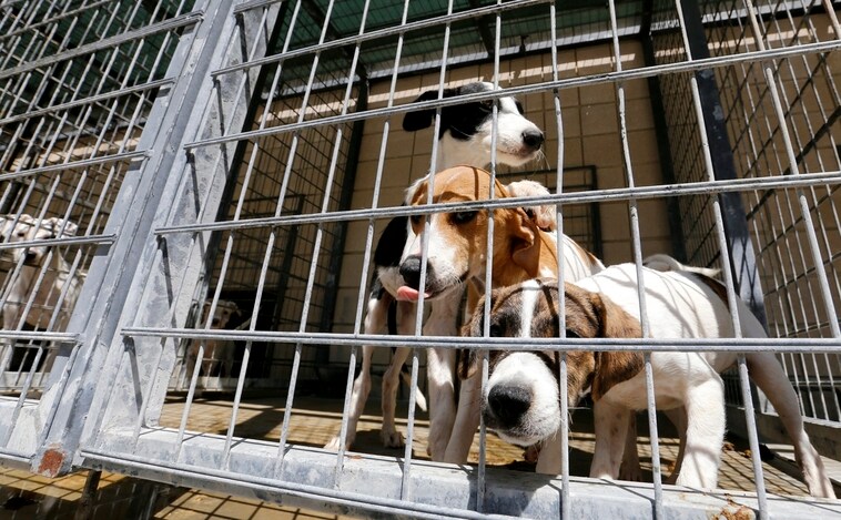 Año y medio de cárcel por matar de hambre a su perro: «Tenía el bozal lleno de papeles»