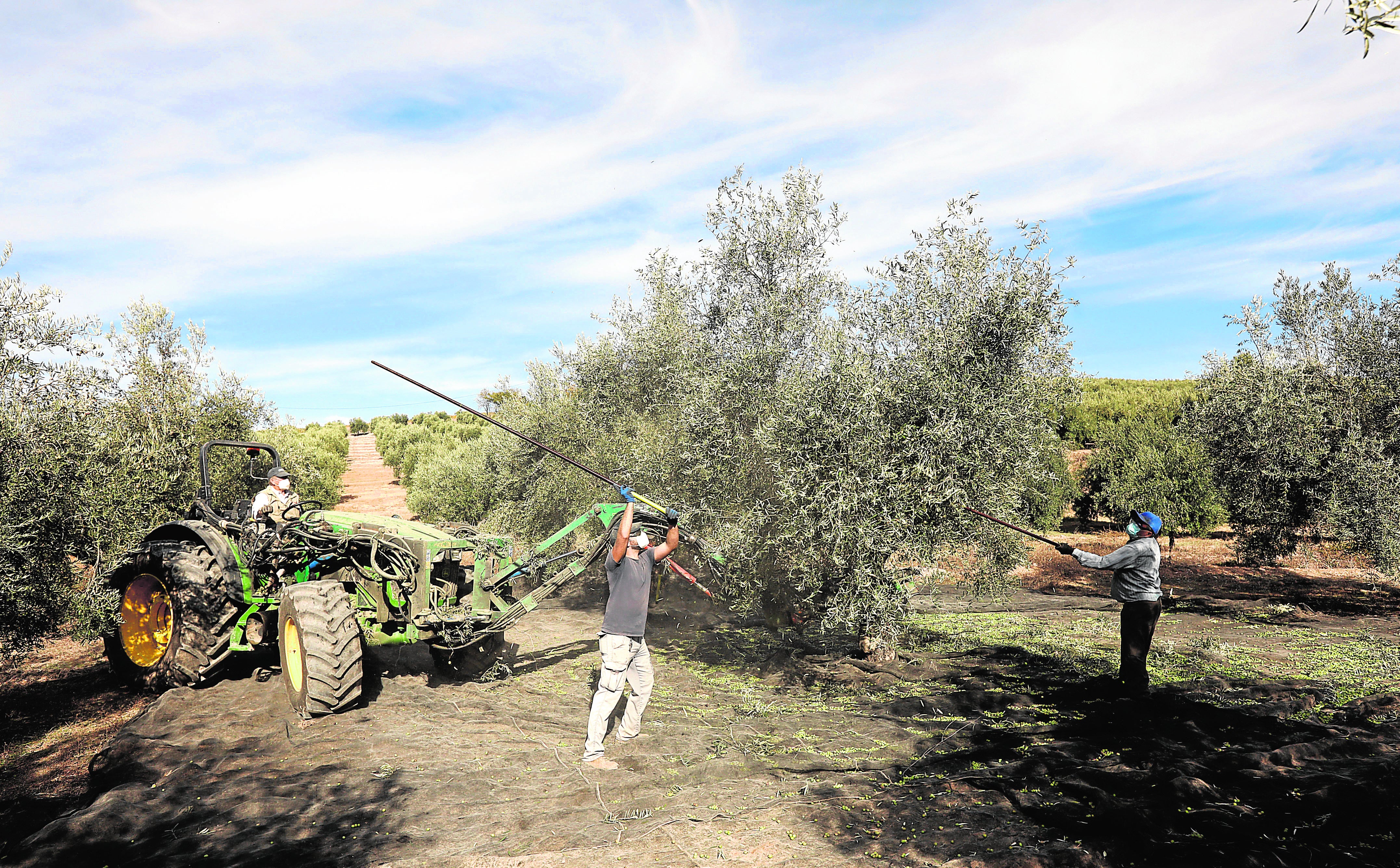 Trabajos de recogida de la aceituna en un olivar de Montilla