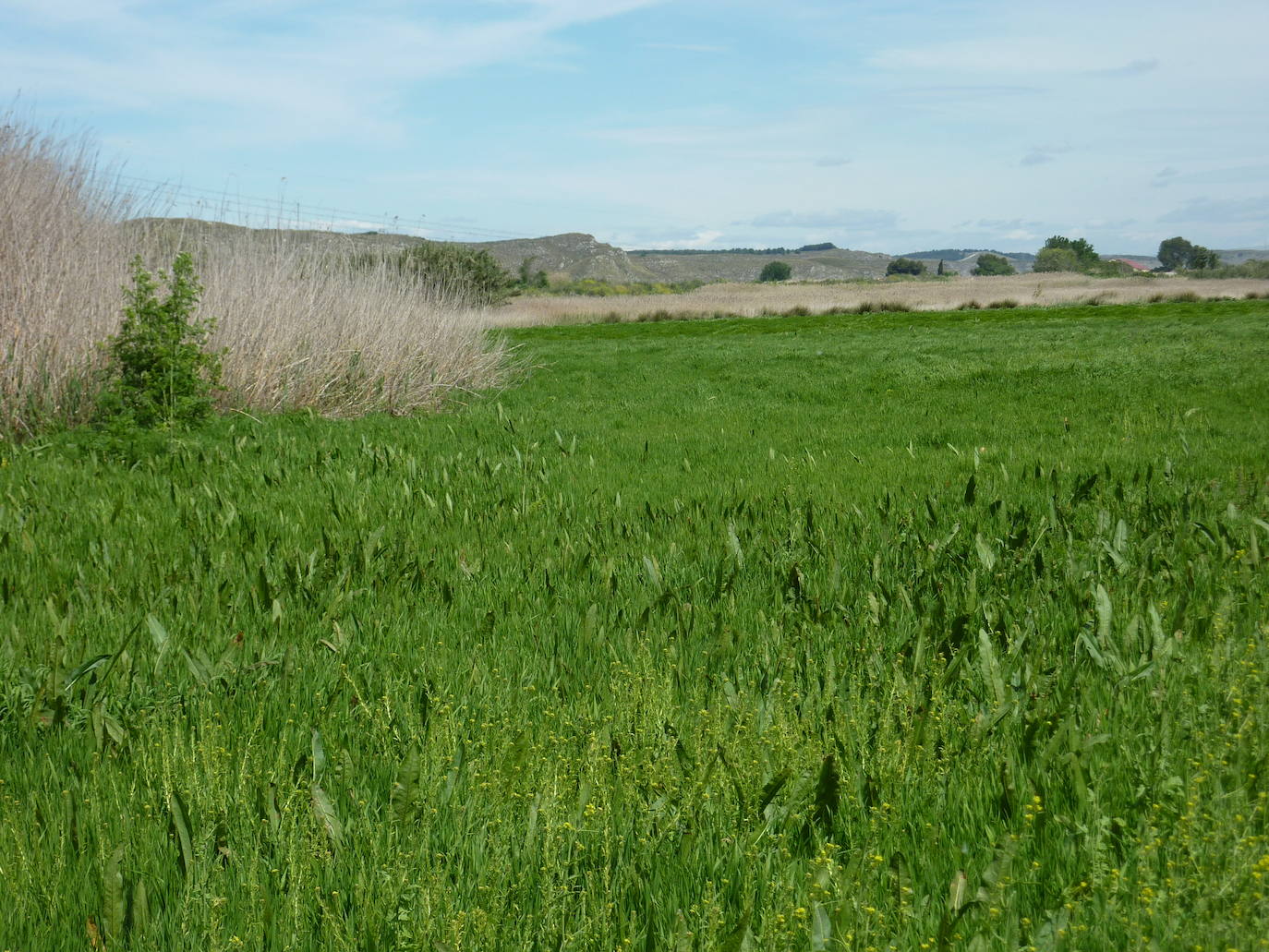 La reserva ornitológica Los Albardales (San Martín de la Vega) se creó en 1991 por un convenio de Custodia del Territorio entre la organización SEO/BirdLife y el Ayuntamiento de San Martín de la Vega. Por el mismo, la ONG recuperó la zona, que pese a su valor ornitologico, vivía en los 80 una situación de vulnerabilidad por los frecuentes vertidos de escombros.