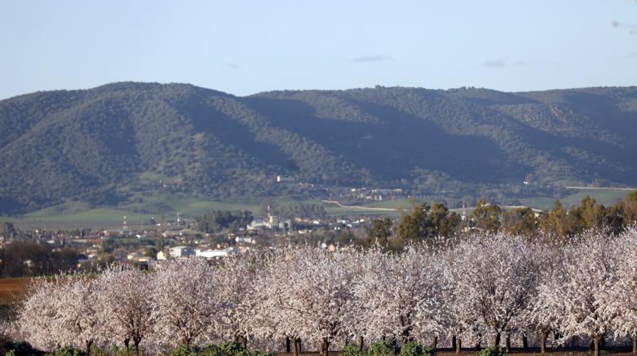 La sequía y la menor demanda ralentizan el crecimiento de la almendra en Córdoba