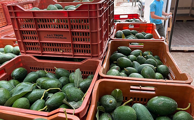 Imagen principal - 1. Aguacates recogidos en la finca Sarmiento // 2. David explica otro de los sensores que se colocan en los árboles // 3. Aplicación en el móvil por la que se ajusta el riego y se revisan los parámetros.
