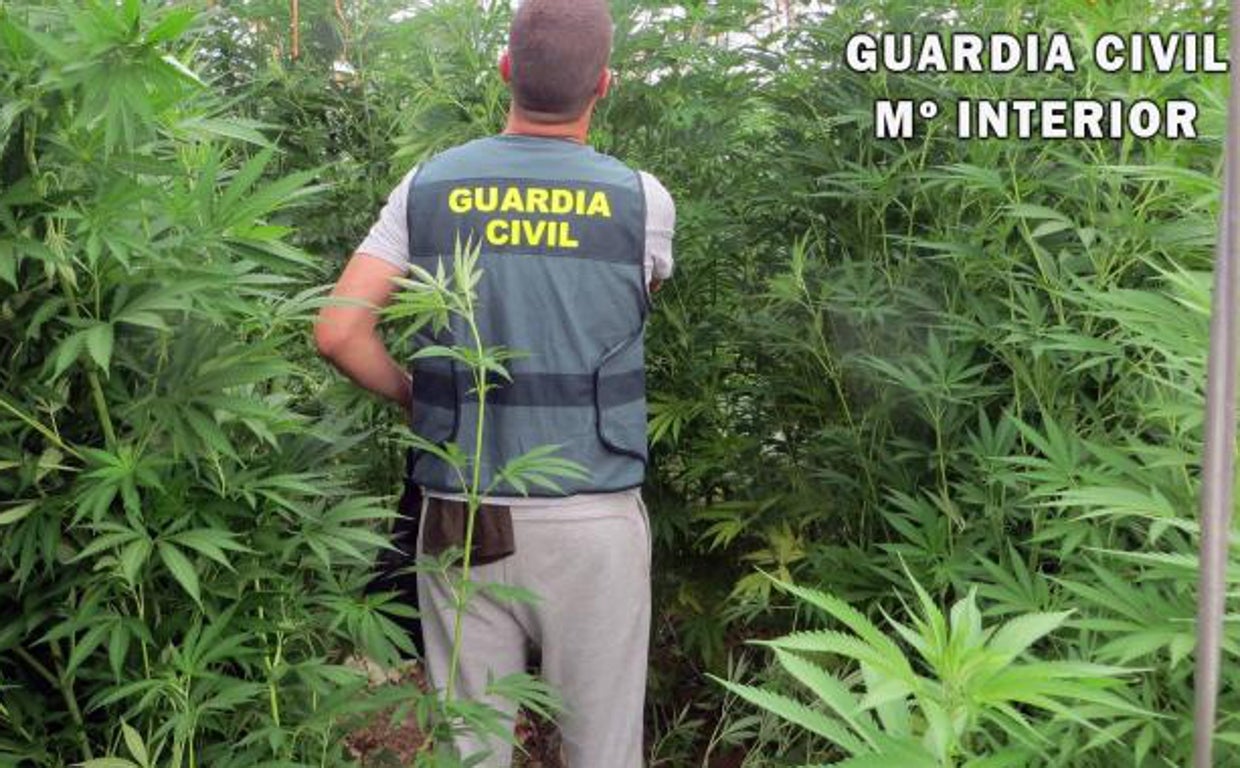 Una operación contra la marihuana de la Guardia Civil