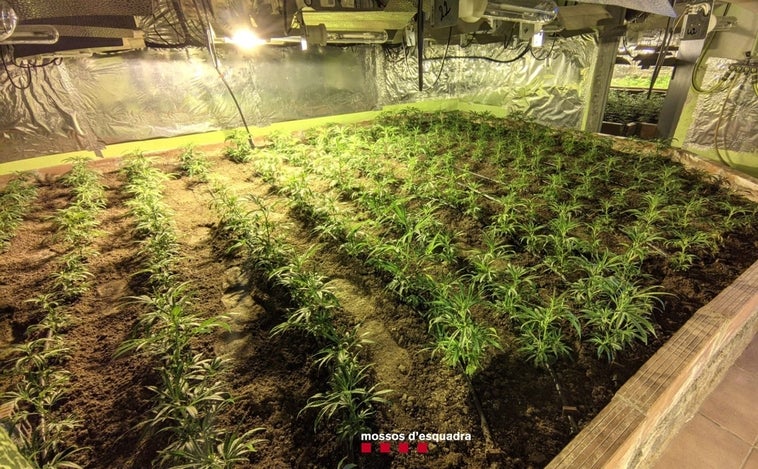 Desmantelada una plantación de marihuana en casa de un detenido por pornografía infantil