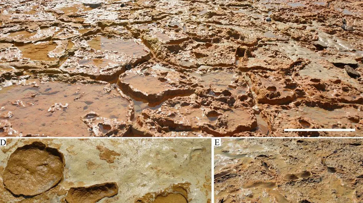 Las huellas fósiles de Doñana más numerosas del mundo