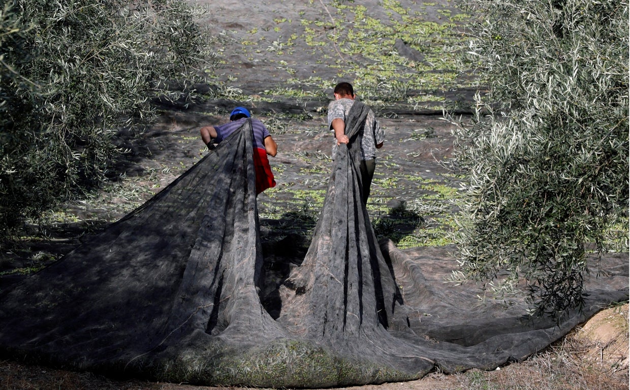 Trabajadores del campo en un olivar de Montilla