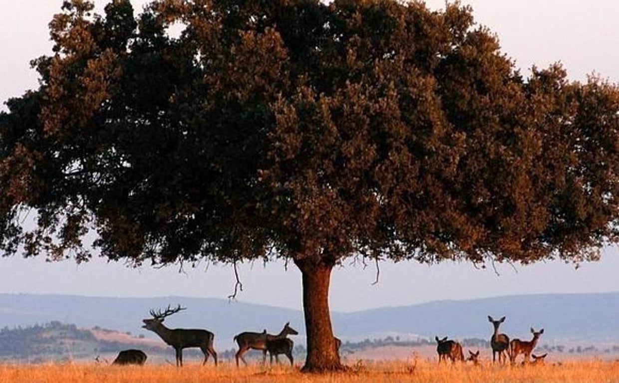 Cabañeros celebra su 27º aniversario como parque nacional varios actos en el mes de noviembre