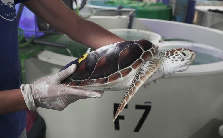 El Oceanogràfic de Valencia recibe cuatro tortugas verdes en peligro de extinción del acuario japonés de Nagoya
