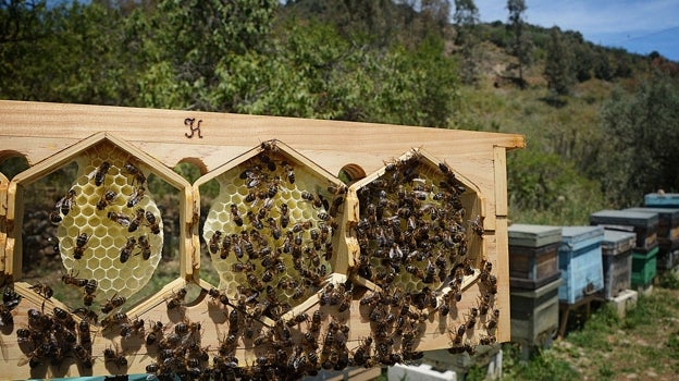 Abejas en panales de una explotaci´n apícuola malagueña