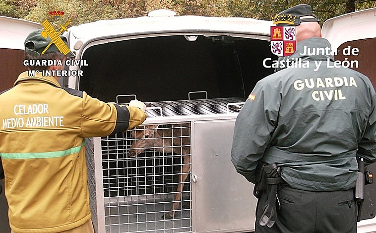 Llevan a un centro de recuperación a una cierva que estaba en una explotación ganadera en Burgos
