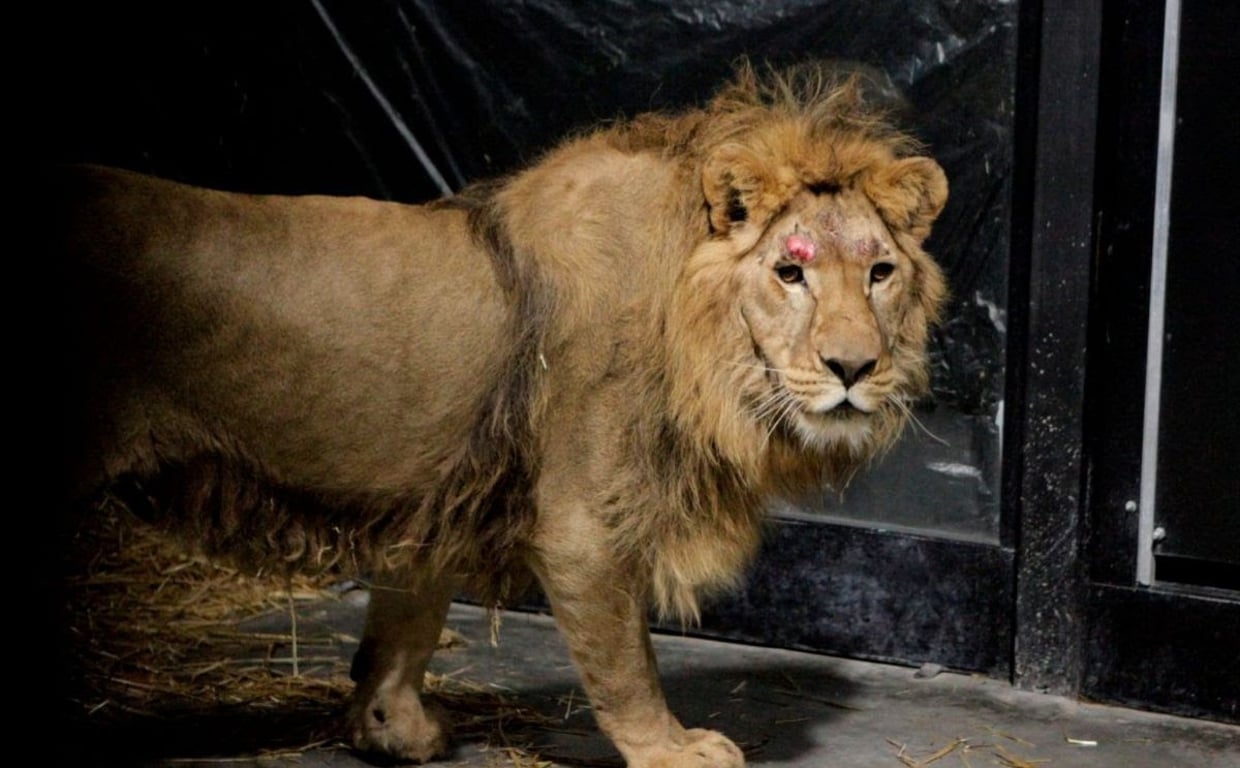 Una protectora española rescata a cuatro leones «traumatizados» por la  guerra de Ucrania