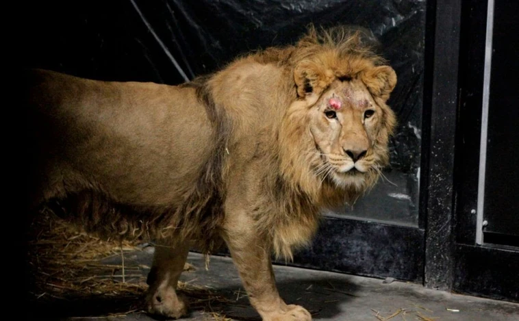 Una protectora española rescata a cuatro leones «traumatizados» por la guerra de Ucrania