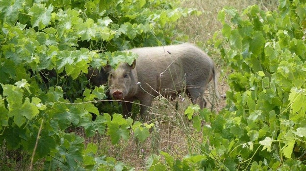 Cerdolí encontrado en Cataluña