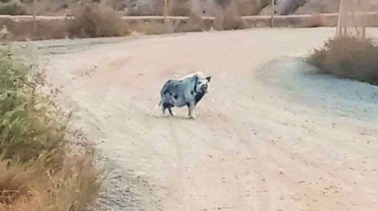 Así es el cerdolí, el problemático cruce entre cerdo vietnamita y jabalí localizado en Andalucía