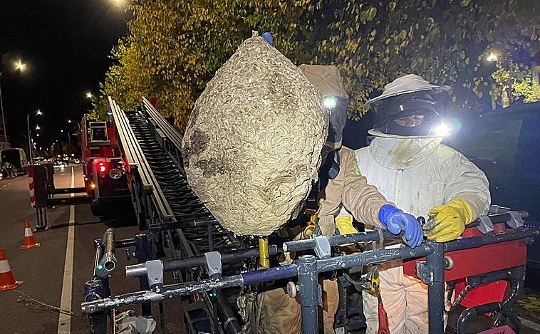 Retiran un gran enjambre de avispa asiática en el Paseo Salamanca de León