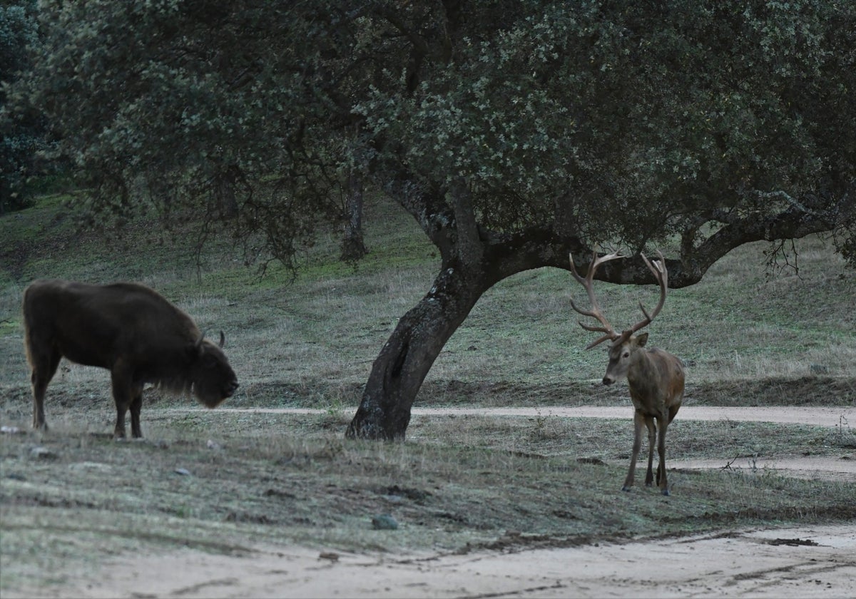 Un bisonte pasta junto a un ciervo en el Parque Natural de la Sierra de Andújar
