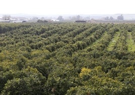 La caída del aforo de cítricos de Córdoba podría ser mayor por la sequía