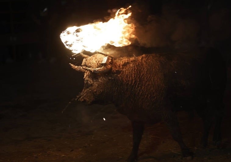 Un «accidente» impide cumplir con el indulto al Toro Jubilo de Medinaceli